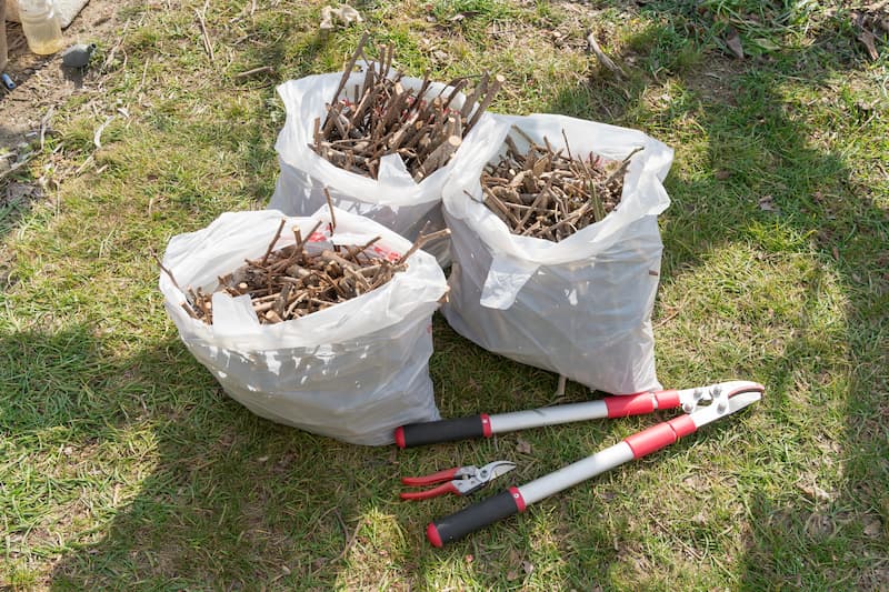 庭木処分はどうすればいい？自治体回収から業者依頼まで費用相場と方法を比較