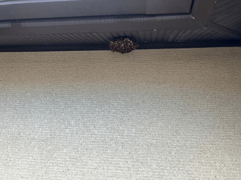 家にあるハチの巣